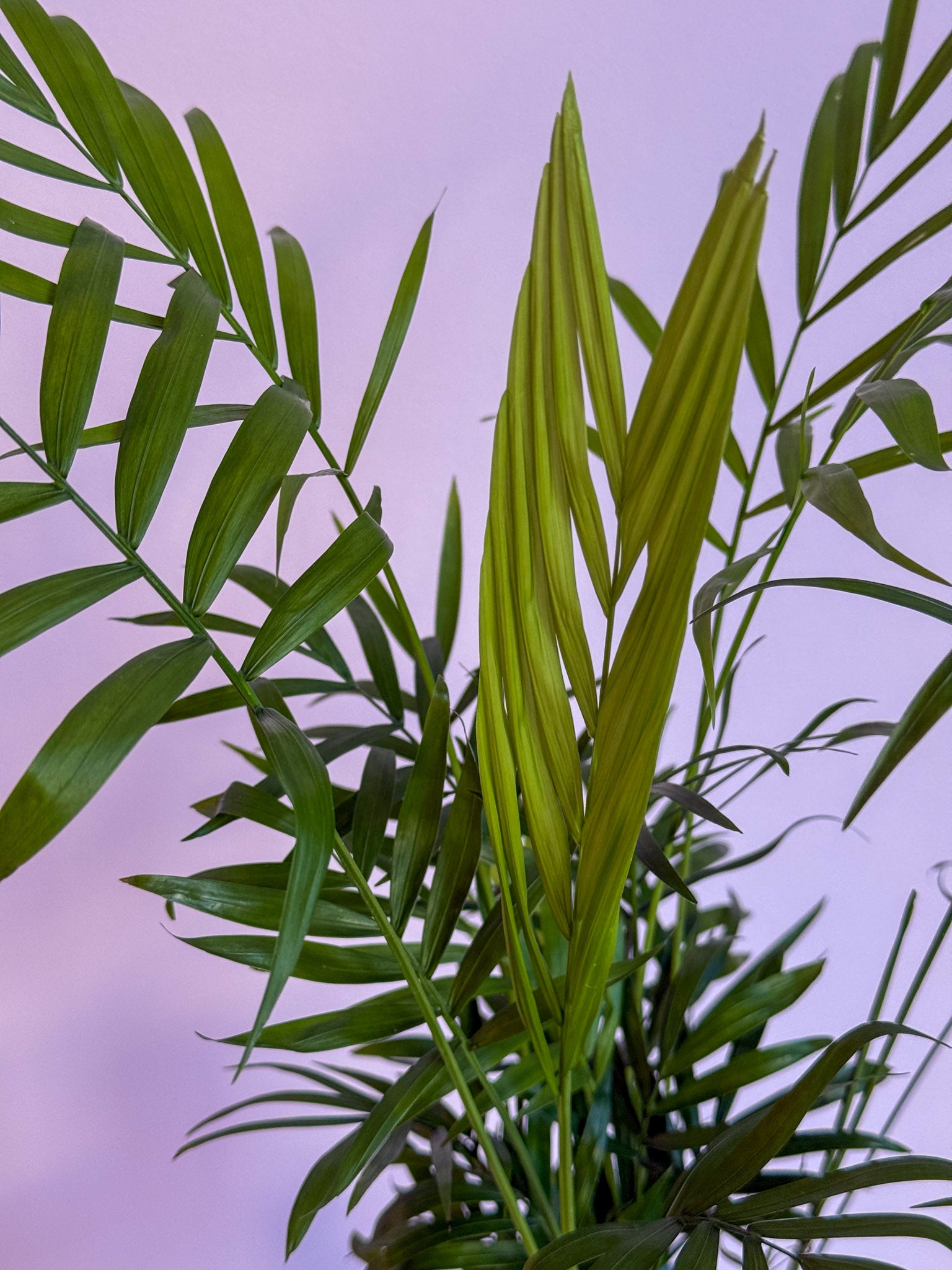 Chamaedorea Elegans