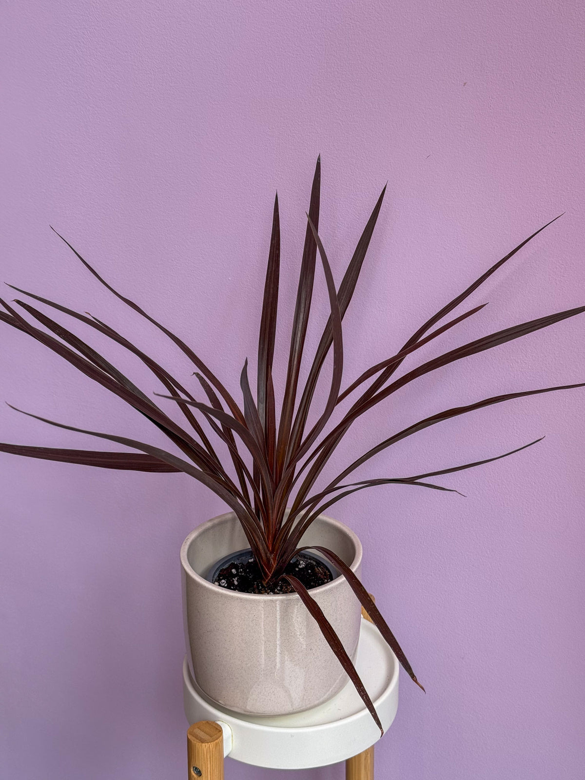 Cordyline