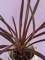 Cordyline