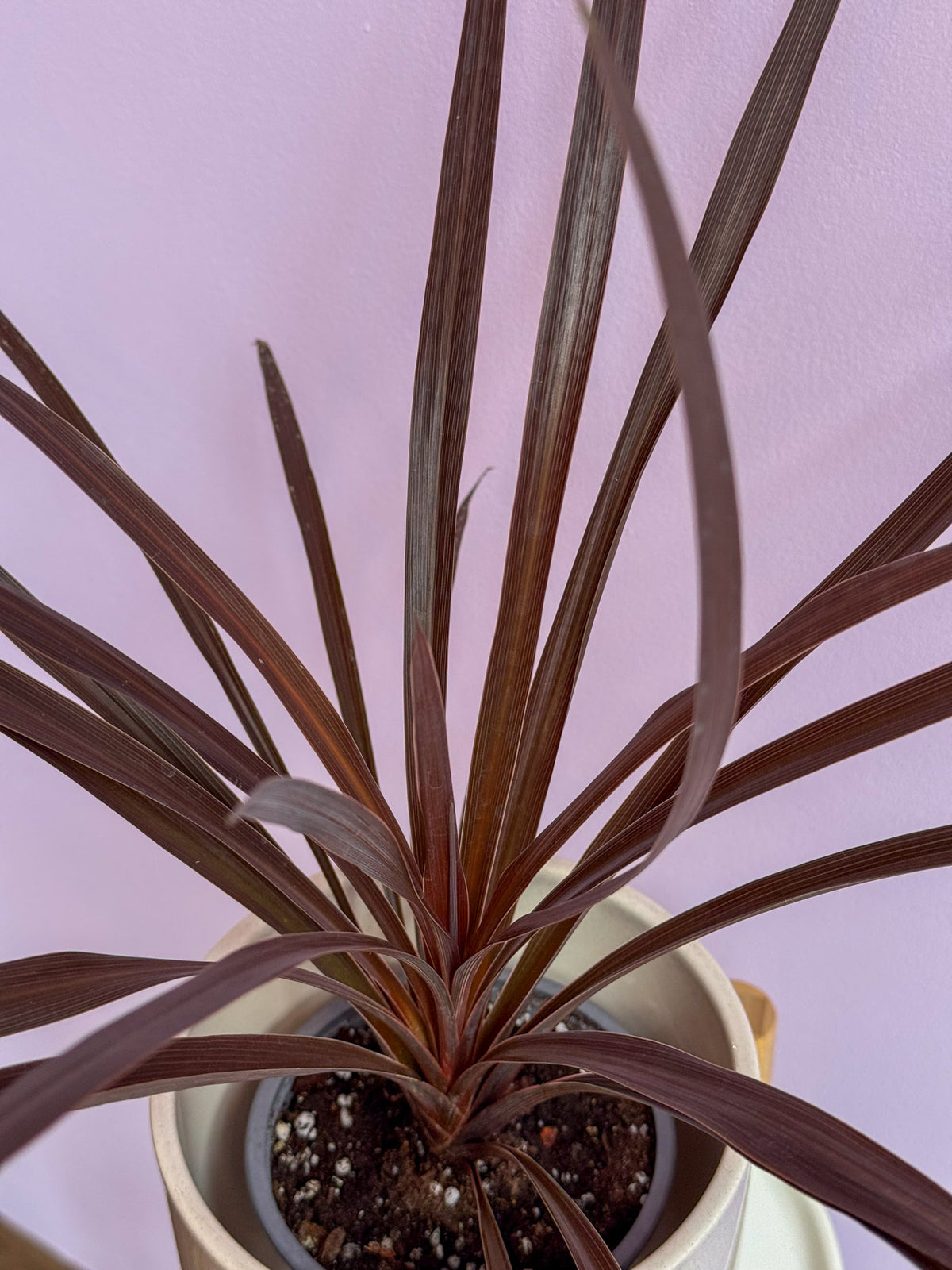 Cordyline