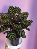 Calathea Makoyana