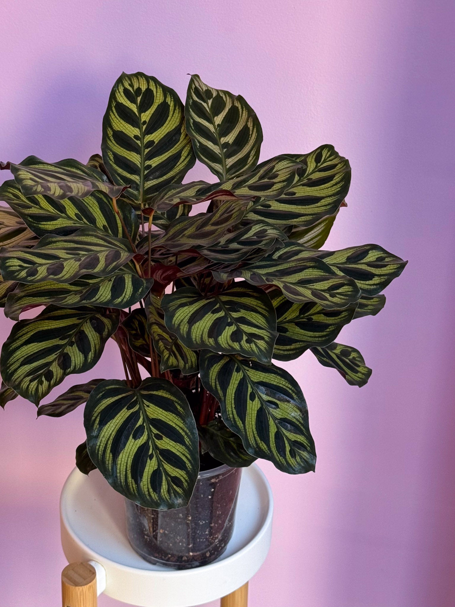 Calathea Makoyana