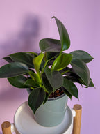 Philodendron Green Princess