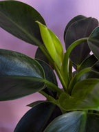 Philodendron Green Princess