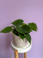 Philodendron Scandens