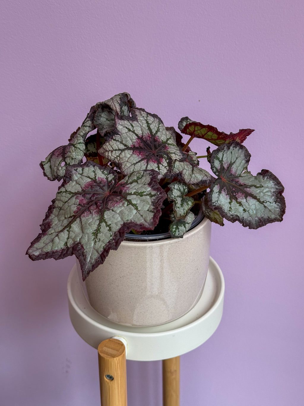 Begonia Rex