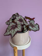 Begonia Rex