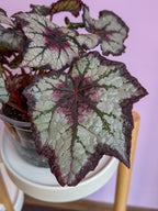 Begonia Rex