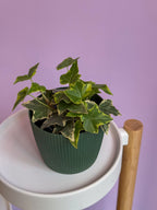 Hedera