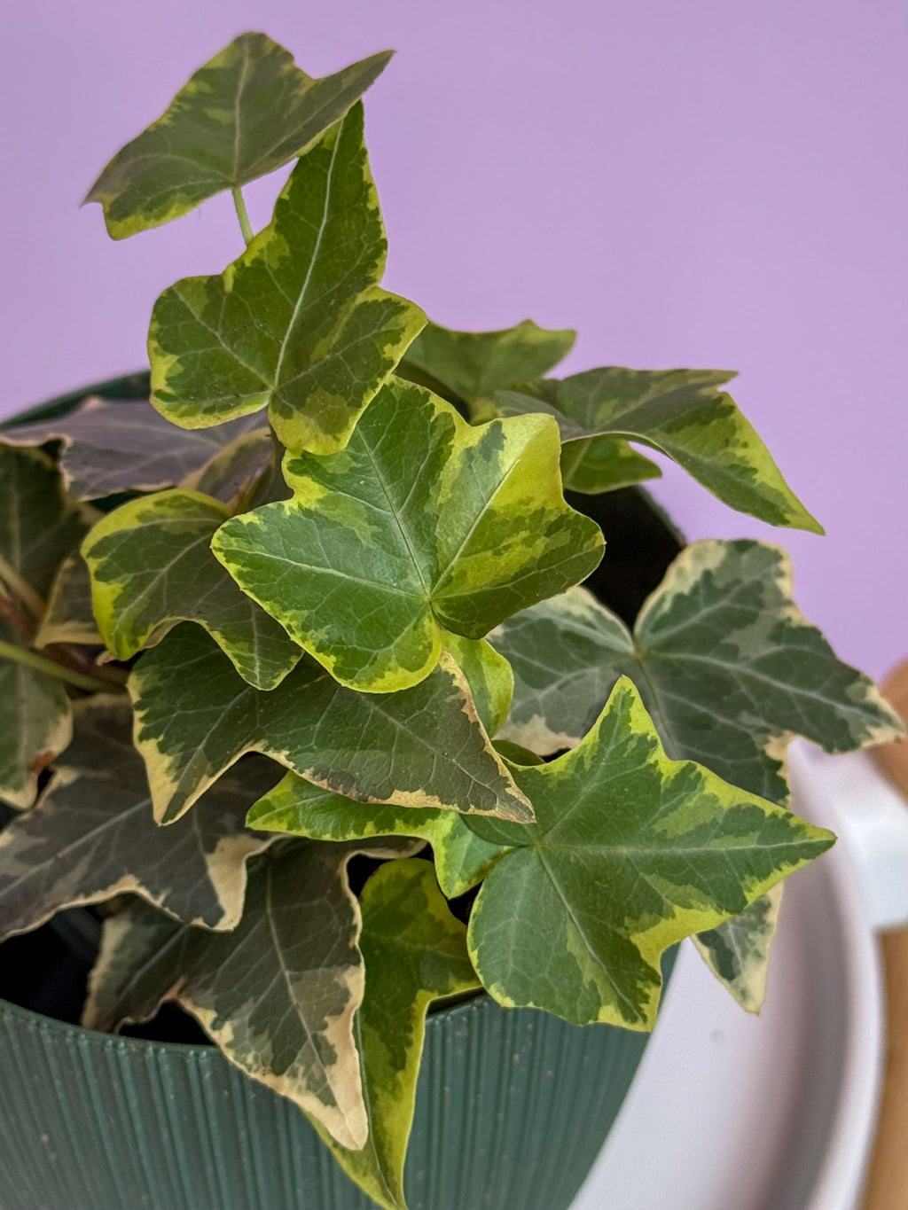 Hedera