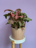 Syngonium Pink Neon