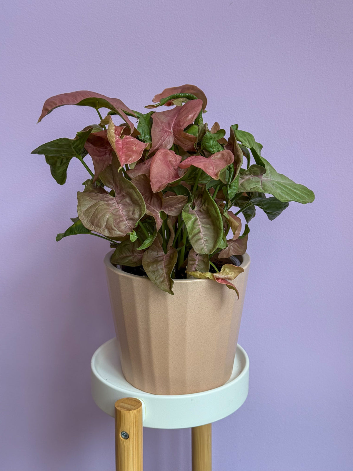Syngonium Pink Neon