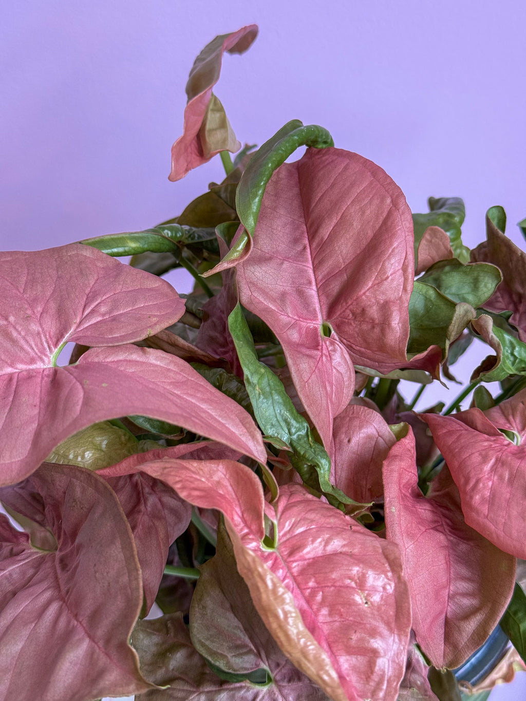 Syngonium Pink Neon