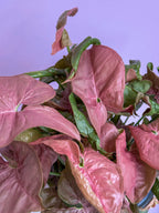 Syngonium Pink Neon
