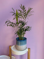 Chamaedorea
