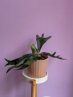 Platicerum