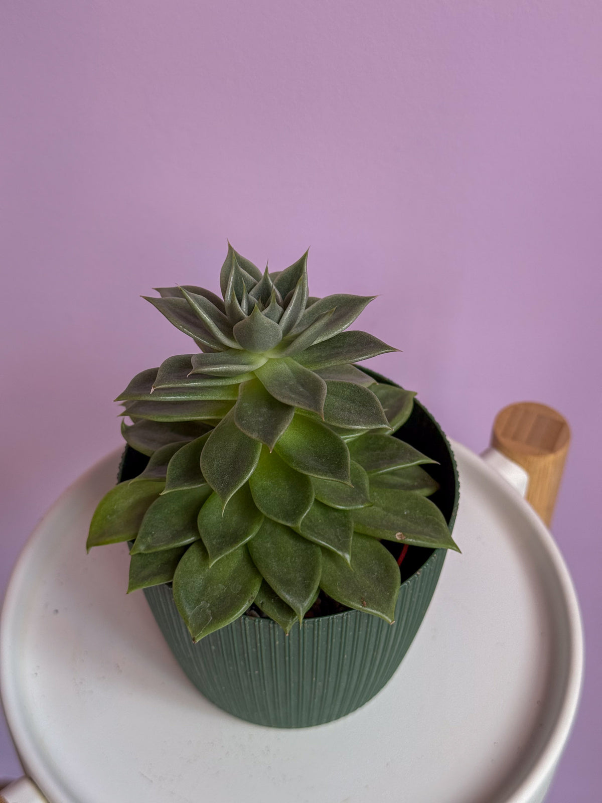 Echeveria