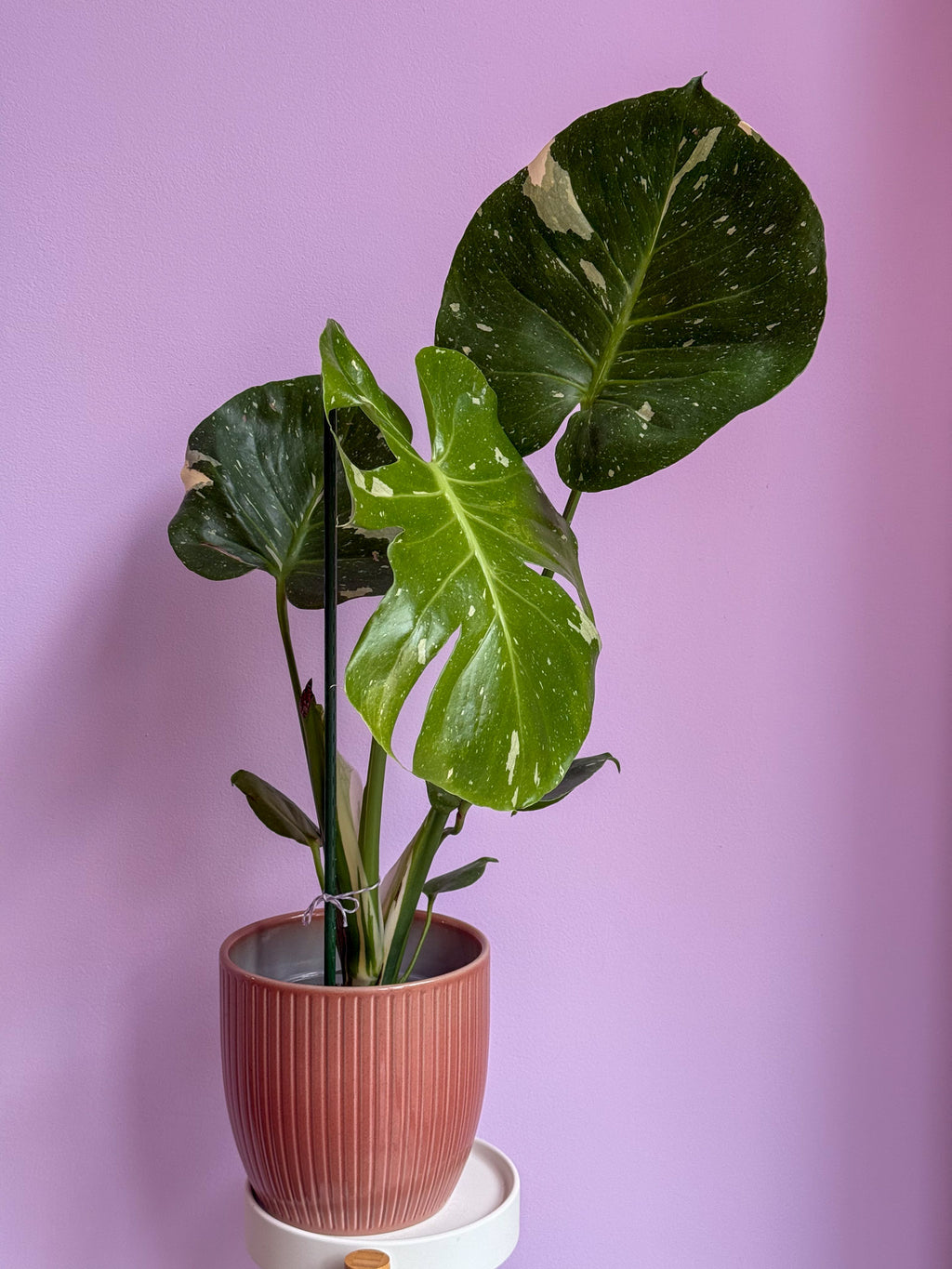 Monstera Thai