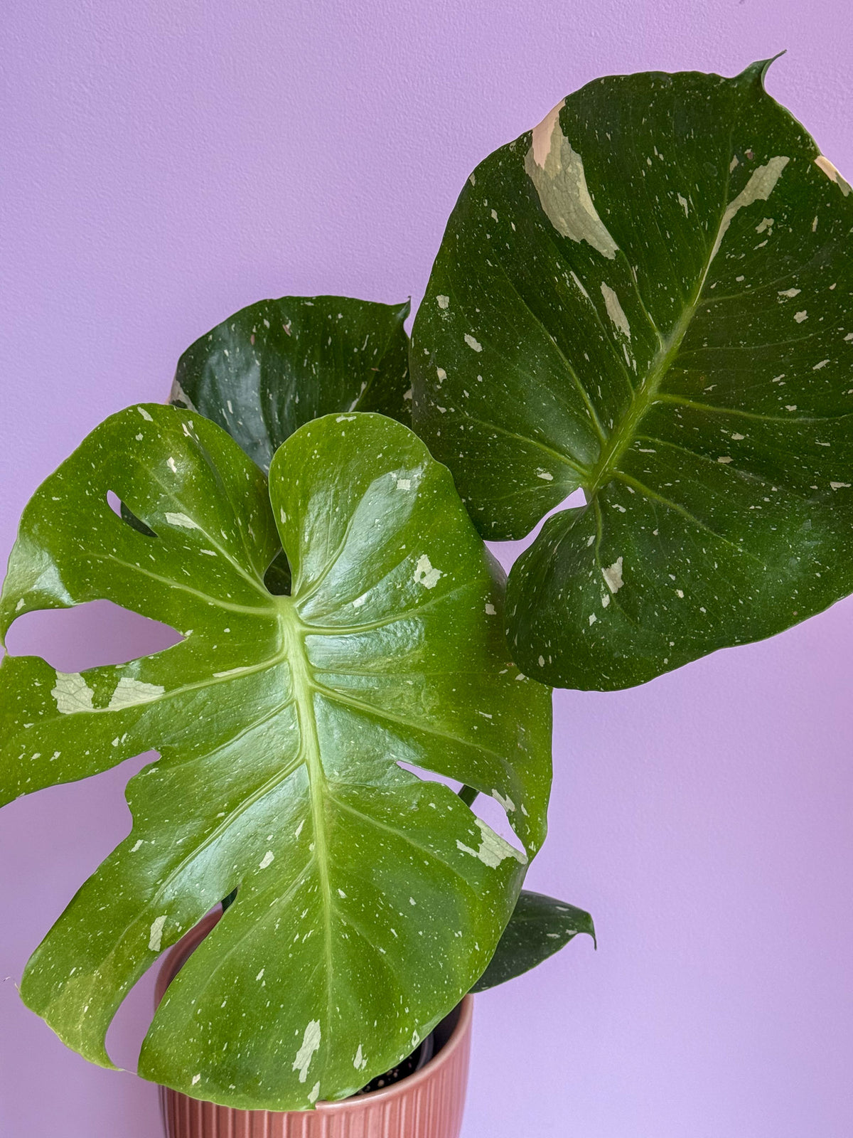 Monstera Thai