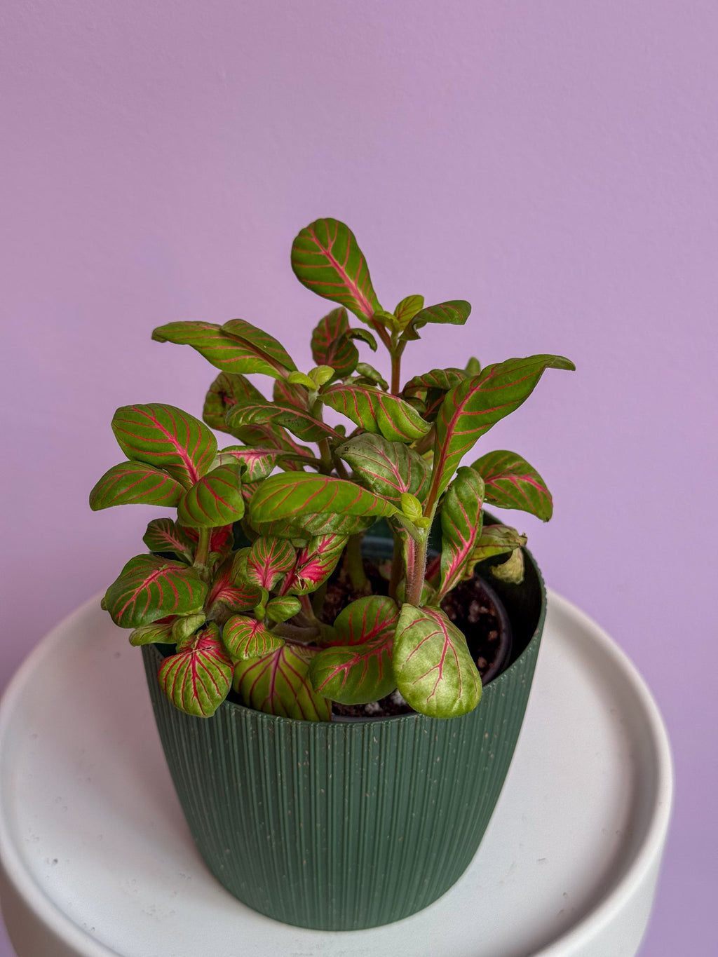 Fittonia