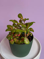 Fittonia