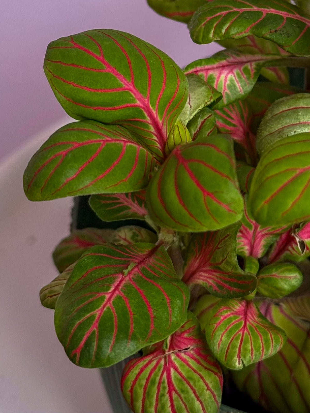 Fittonia