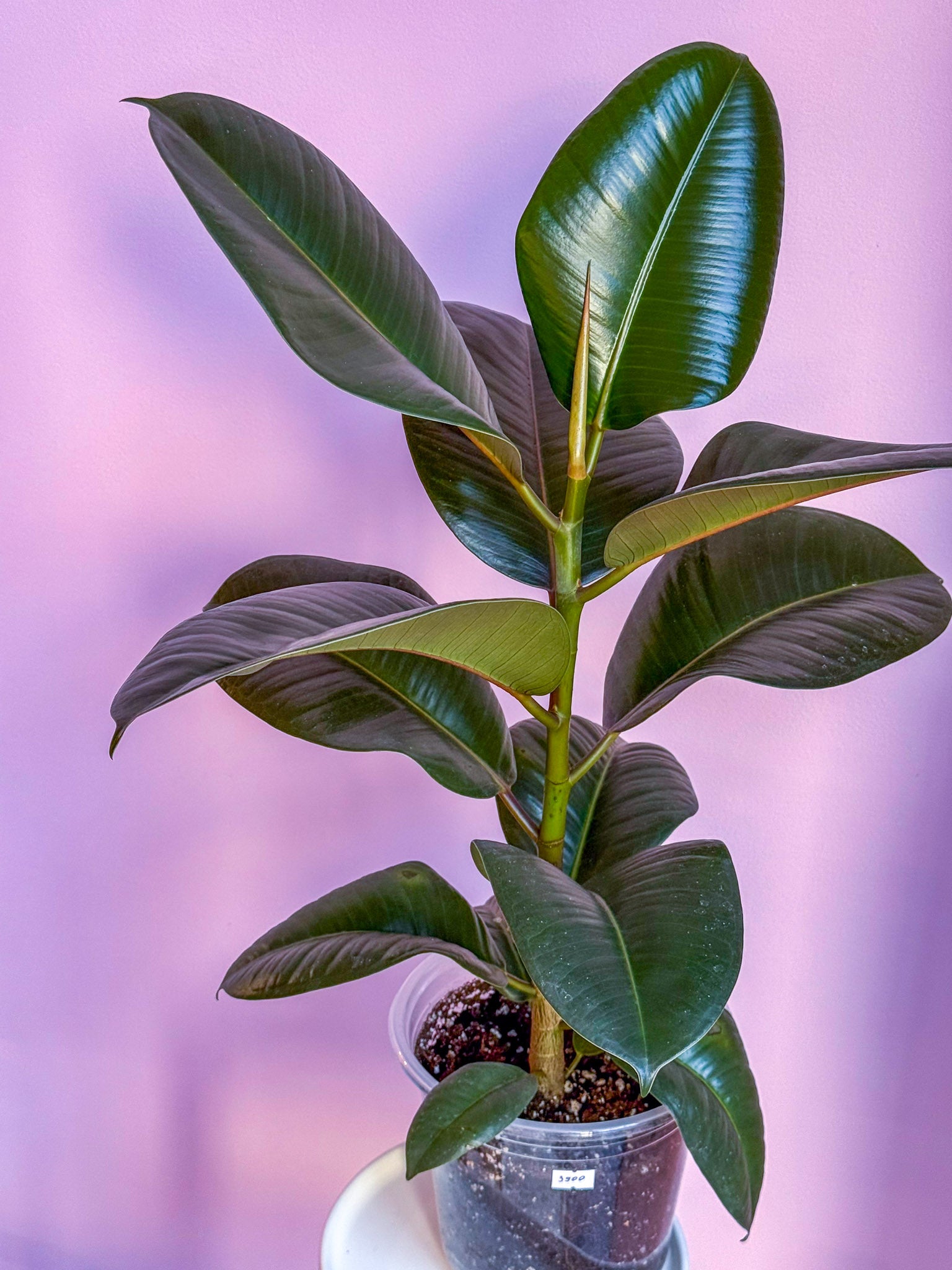 Ficus Elastica