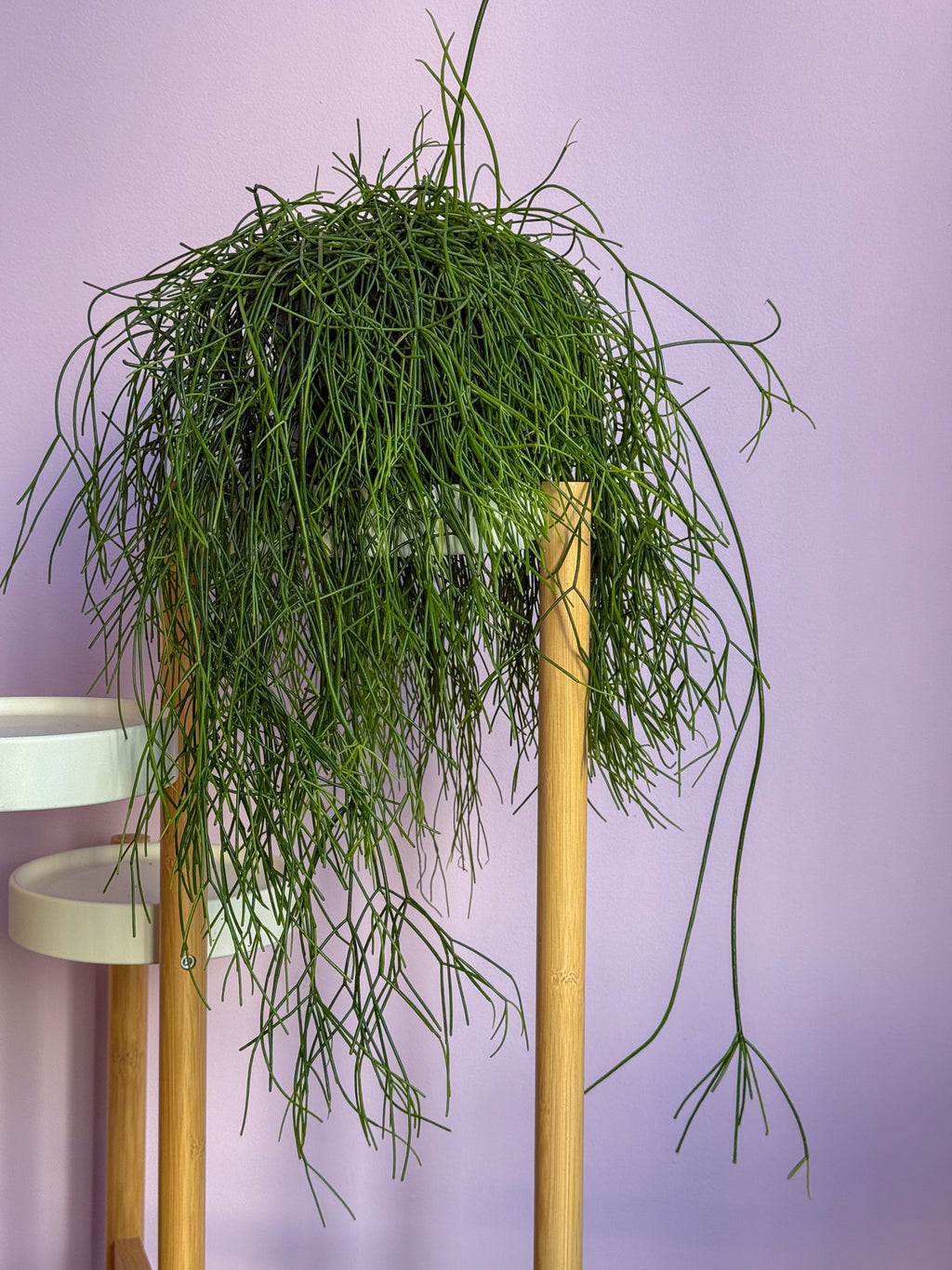 Rhipsalis Baccifera