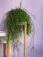 Rhipsalis Baccifera