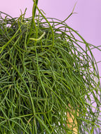 Rhipsalis Baccifera