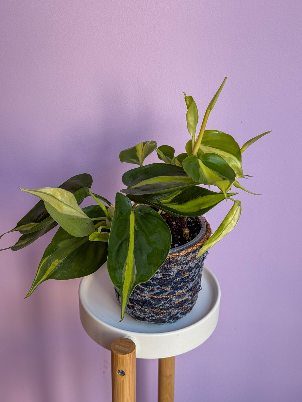 Philodendron Brasil