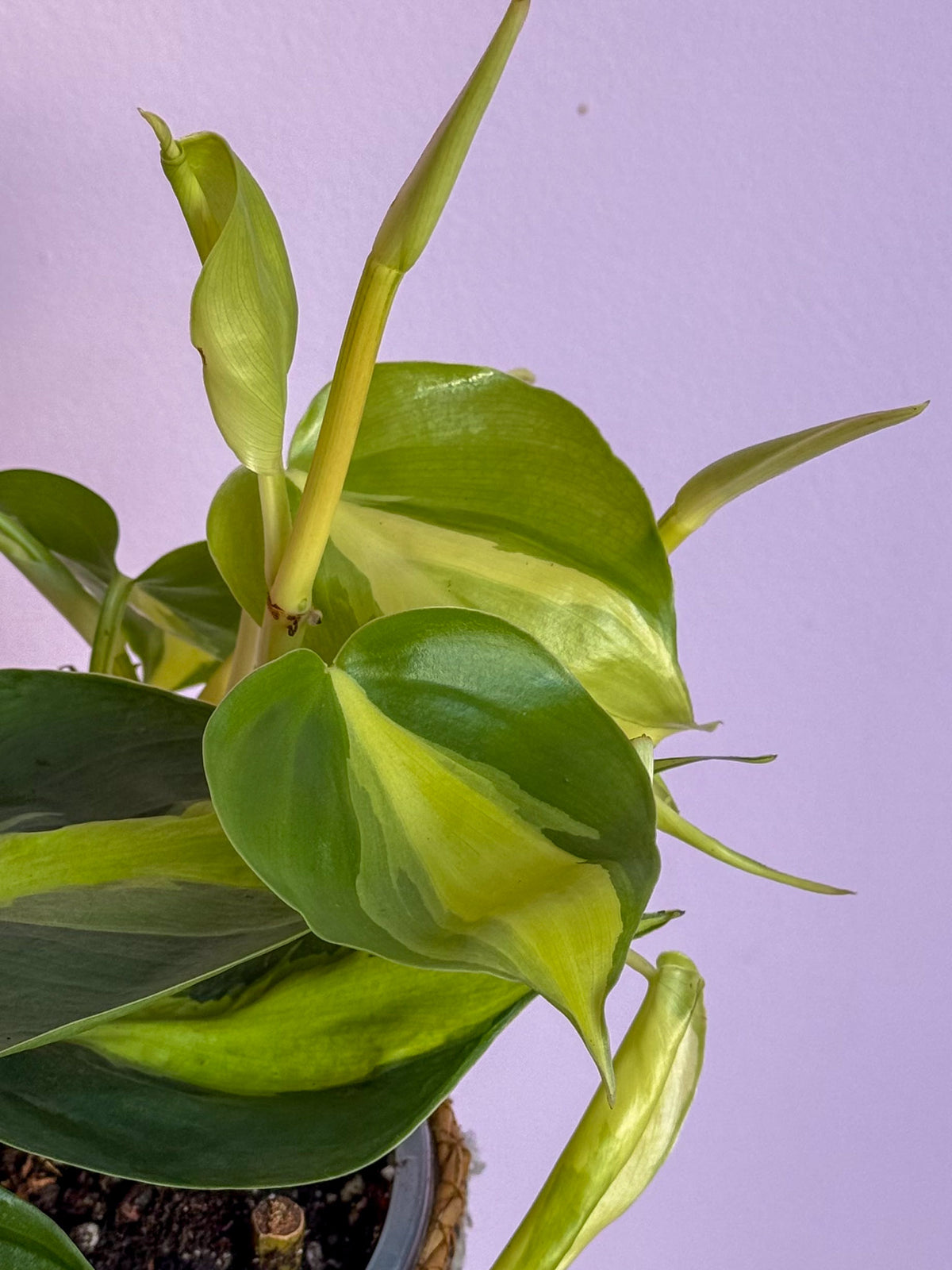 Philodendron Brasil