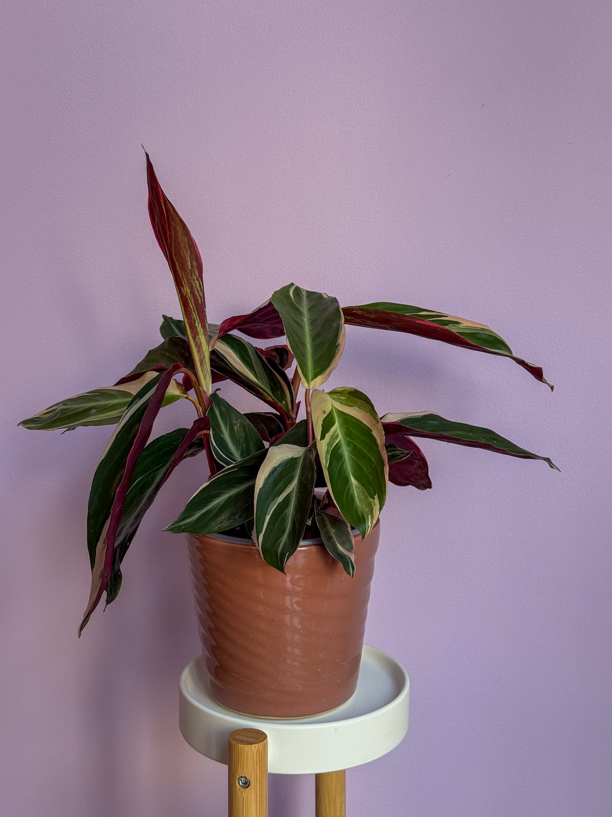 Stromanthe Triostar