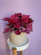 Begonia Rex