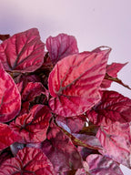 Begonia Rex