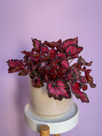 Begonia Rex