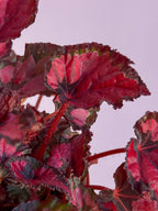 Begonia Rex