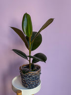 Ficus Elastica