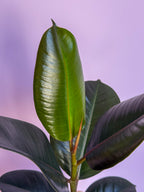 Ficus Elastica