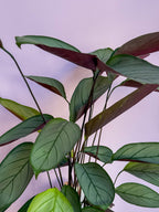 Ctenanthe