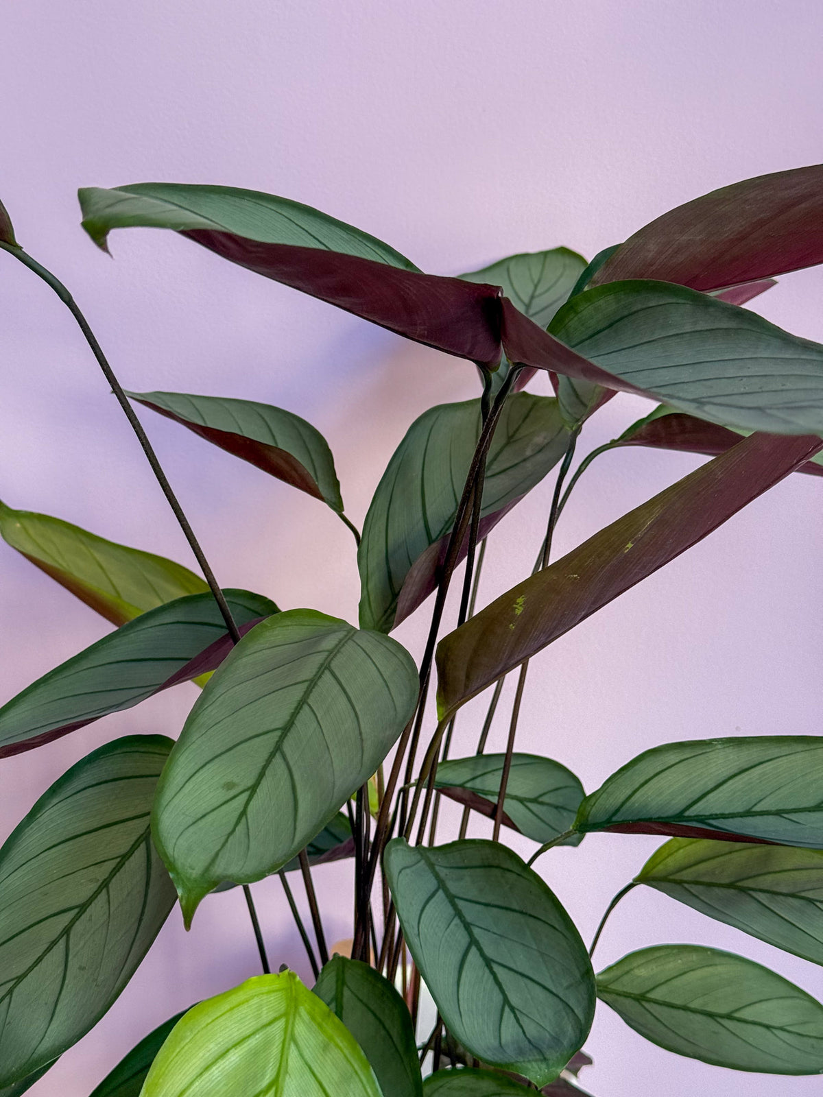 Ctenanthe