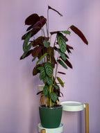 Ctenanthe