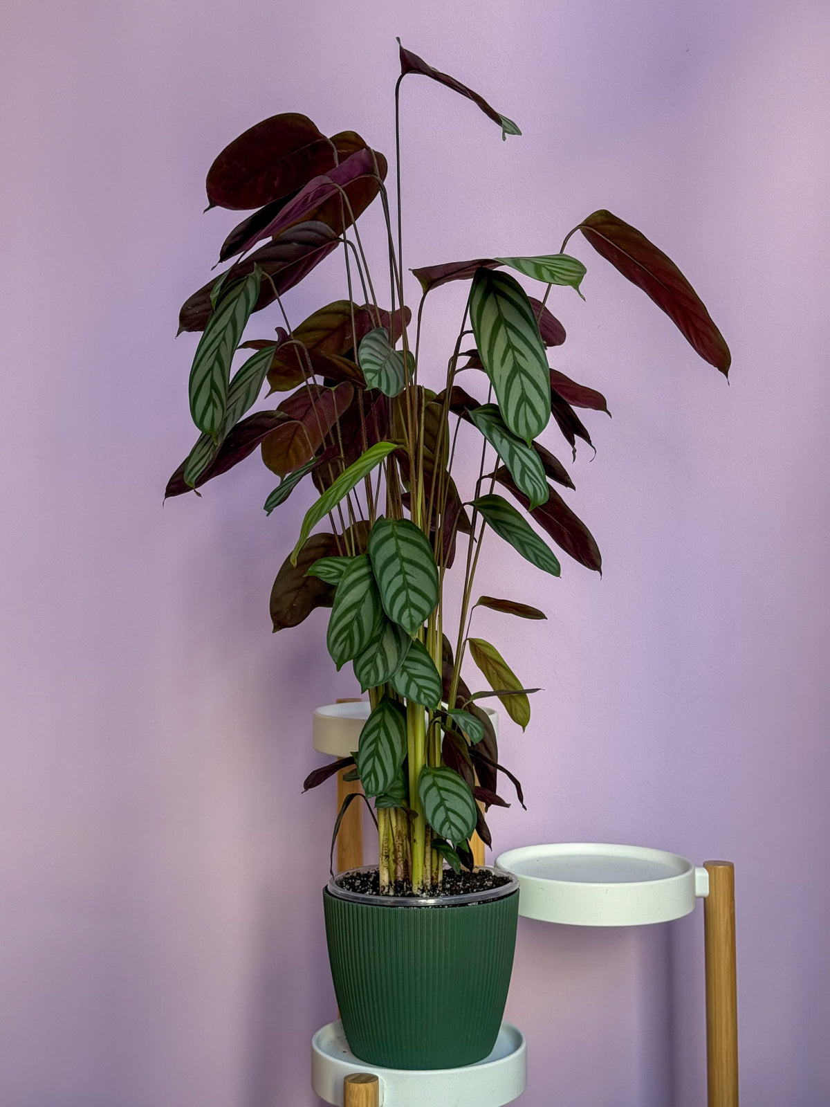 Ctenanthe