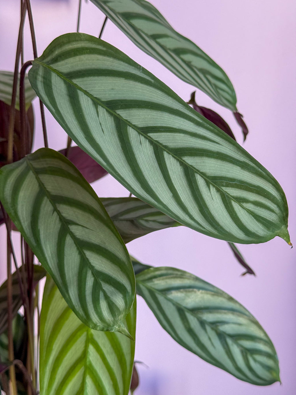 Ctenanthe