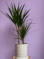 Dracaena Marginata
