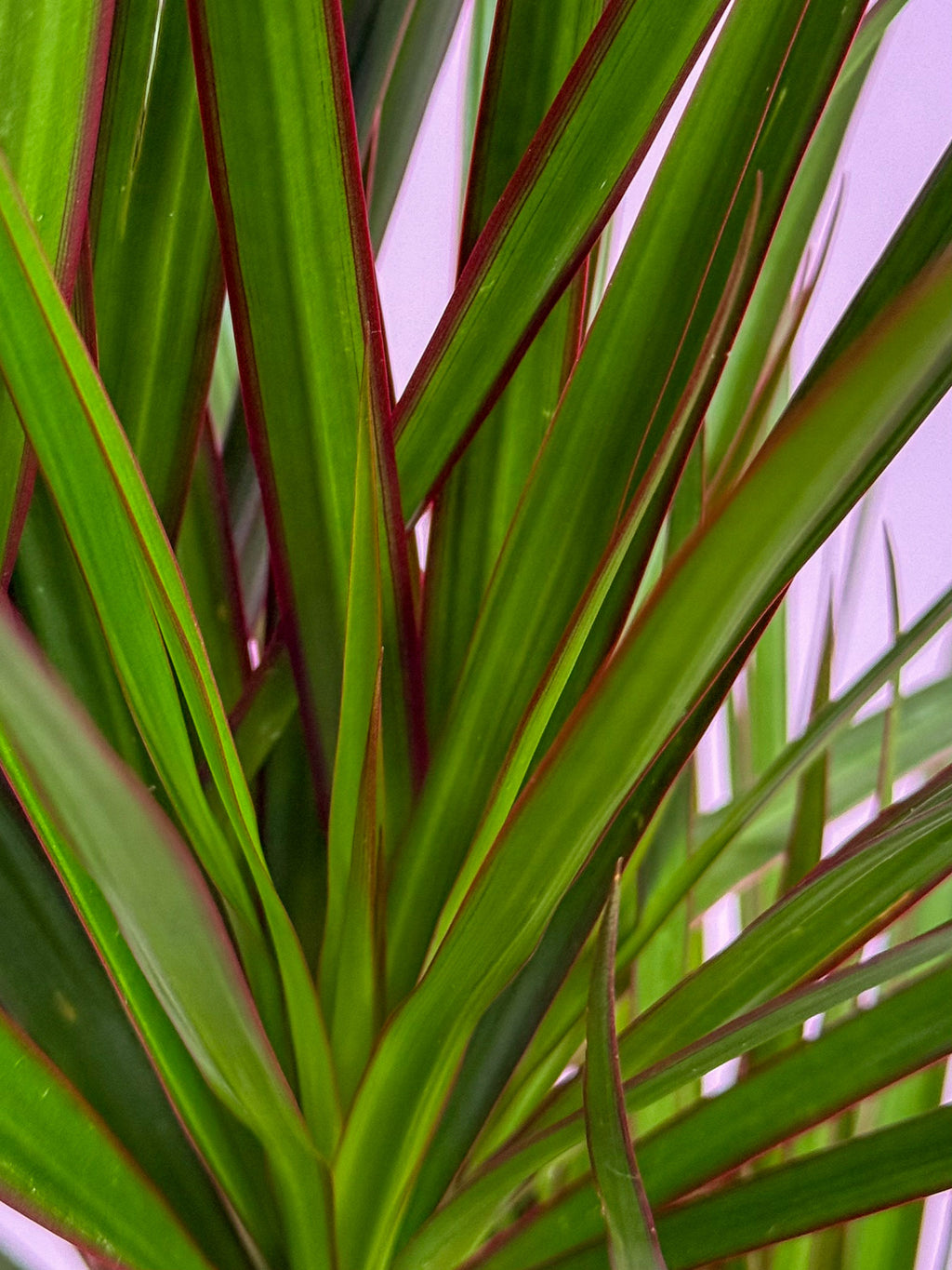 Dracaena Marginata