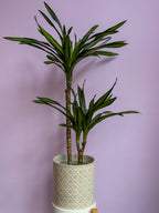 Dracaena Fragrans