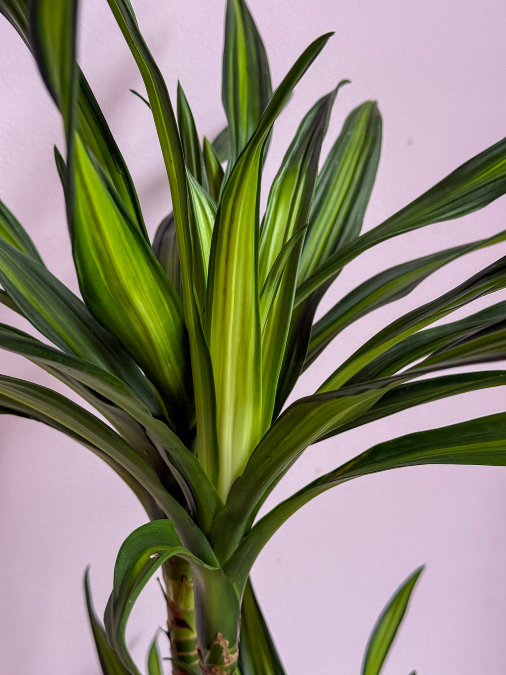 Dracaena Fragrans