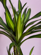 Dracaena Fragrans
