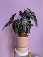 Alocasia Polly